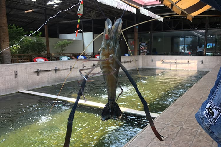 バンコクでエビ釣り