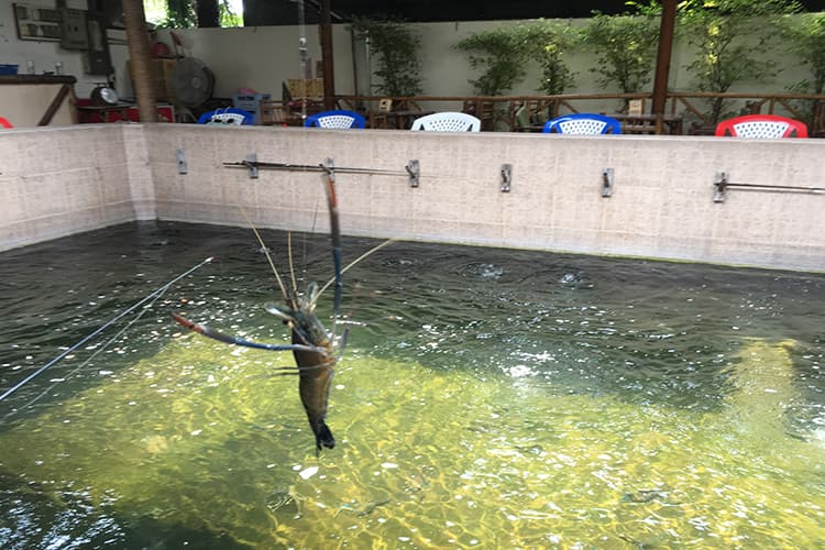 エビ釣り