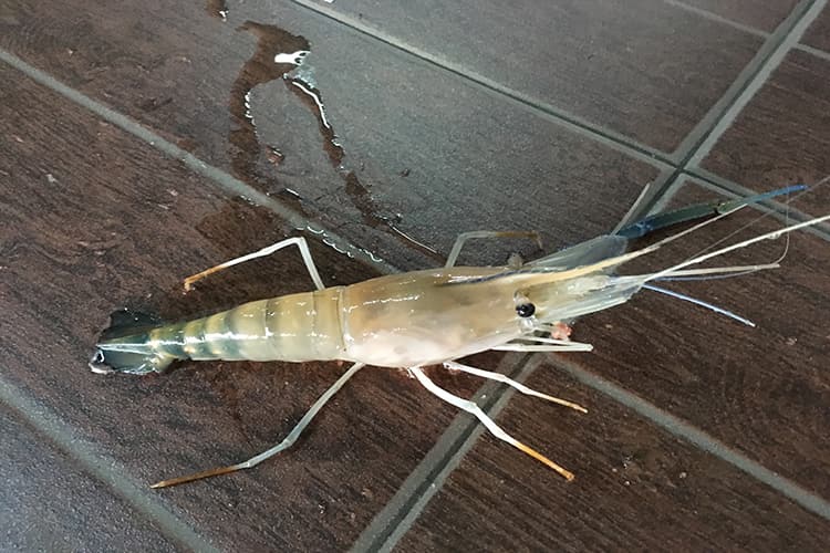 釣ったエビ