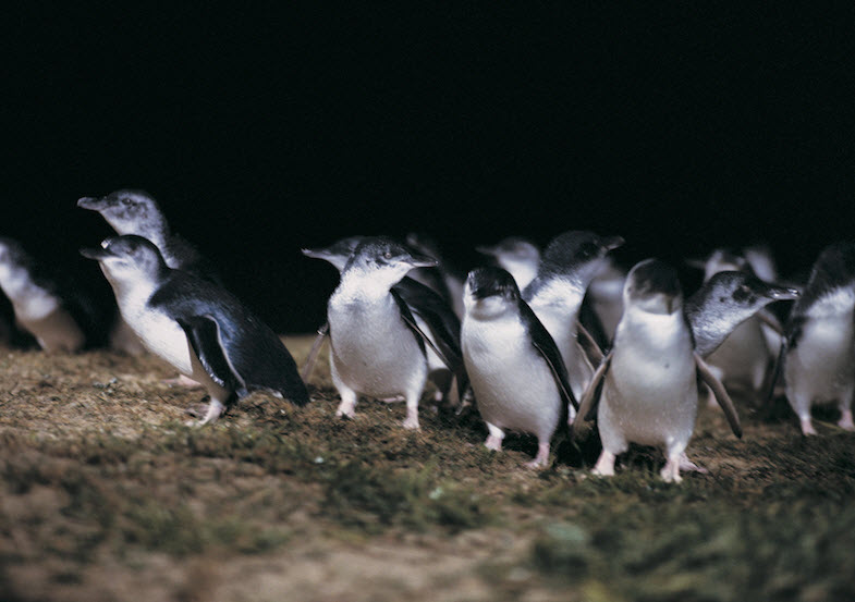 メルボルンから車で約２時間、ペンギンパレードを見にフィリップ島へ
