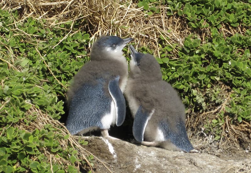 ペンギンパレード