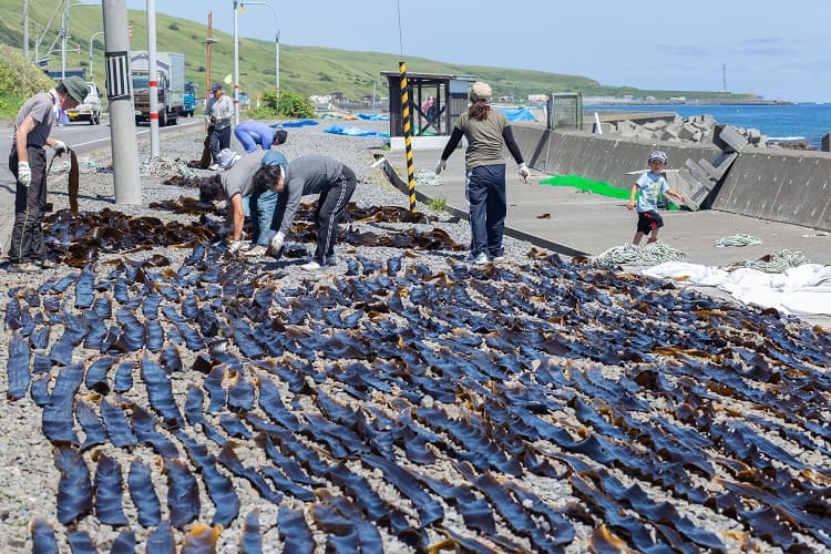 礼文島の楽しみ方のコツ