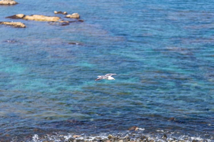 スコトン岬