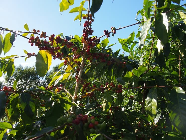 台湾コーヒーって何？