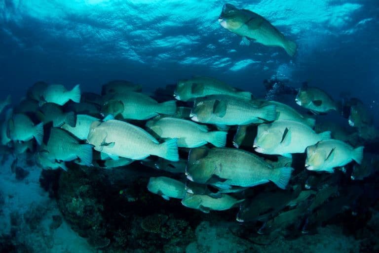 世界の綺麗な海ランギロア（フレンチポリネシア）