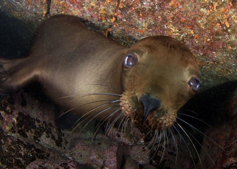 世界の綺麗な海ラパス（メキシコ）