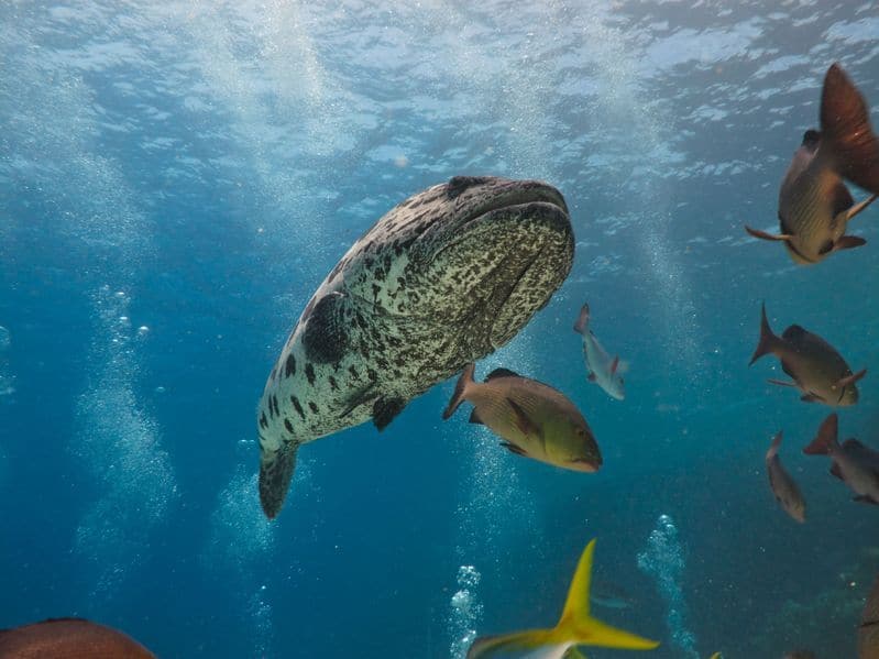 世界の綺麗な海グレートバリアリーフ