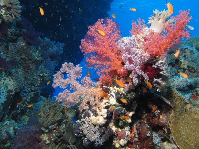 世界の綺麗な海レッドシー（エジプト）
