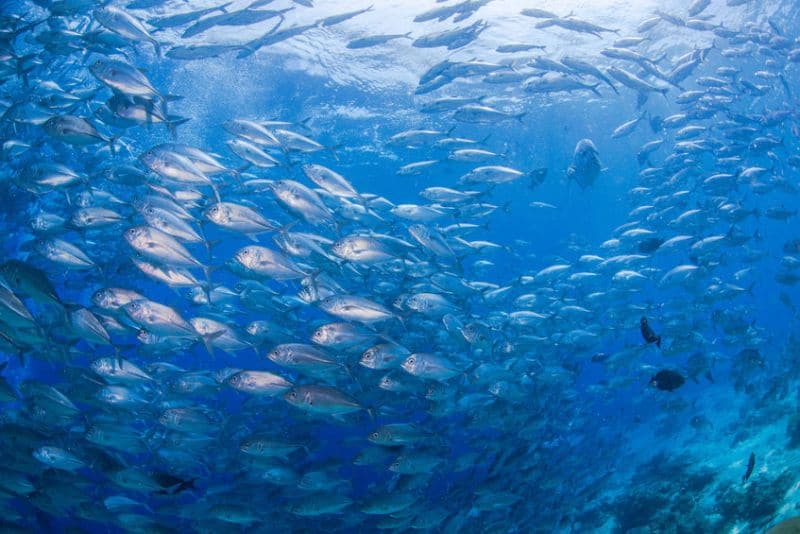 世界の美しすぎる海パラオ