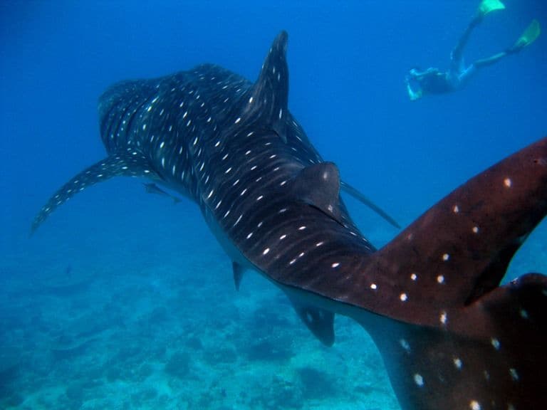 世界の綺麗な海モルディブ