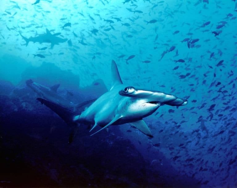 世界の綺麗な海ココ・アイランド（コスタリカ）