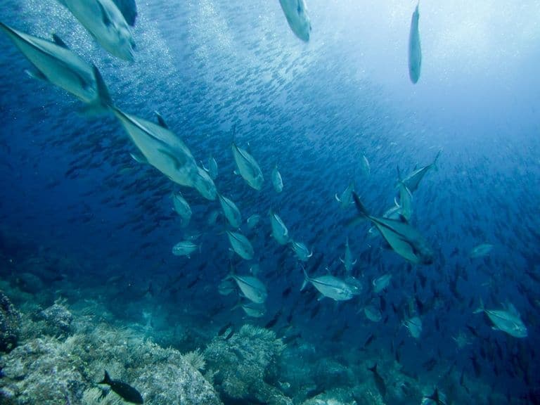 世界の綺麗な海ガラパゴス（エクアドル）