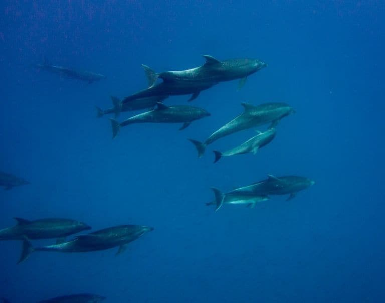 世界の綺麗な海ガラパゴス（エクアドル）