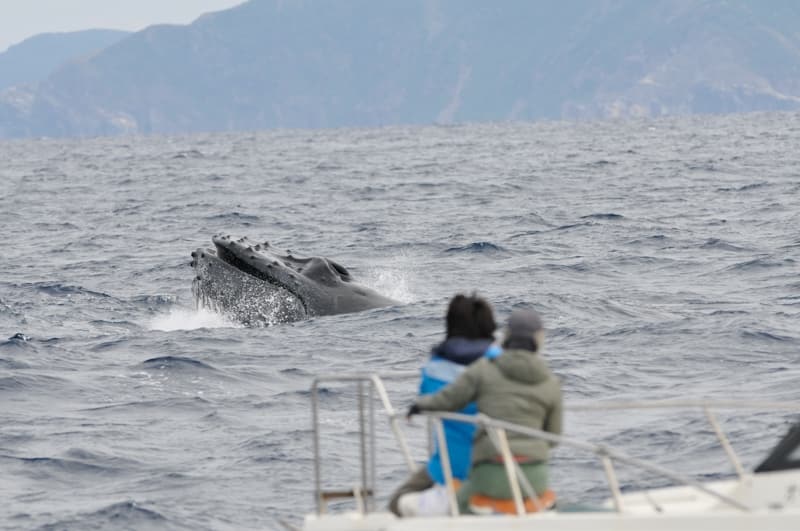 クジラが見られる場所はどこ？　 ホエールウォッチングをするなら慶良間諸島へ！