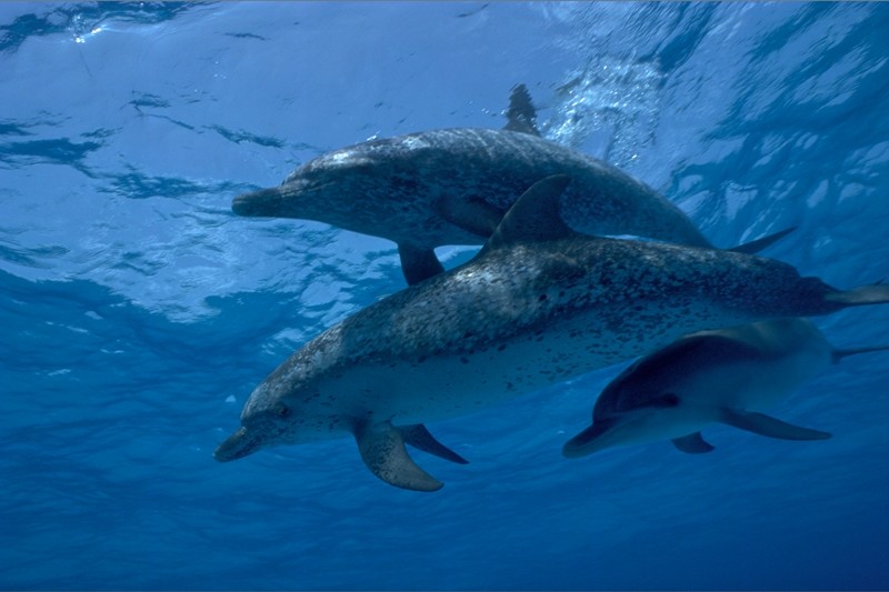 抜群の透明度の海でイルカと戯れる バハマ「ドルフィンサイト」
