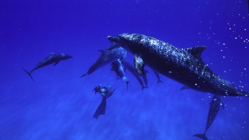 野生のイルカと泳げる！バハマ「ドルフィンサイト」