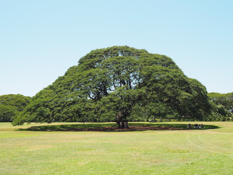 この木なんの木はどこ？大樹が点在する緑豊かなモアナルア・ガーデン