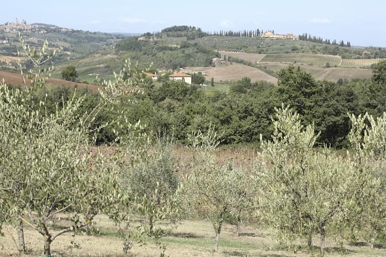 イタリア　オリーブオイル