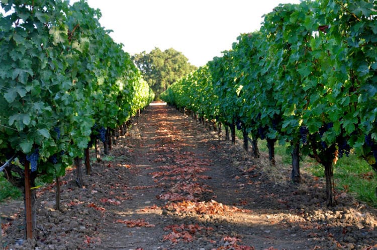 201501_vineyards_1-14