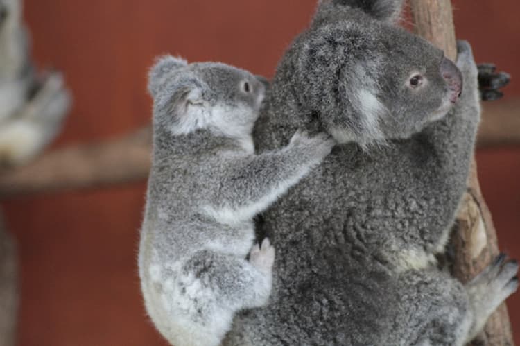 201502_koala2_2-5