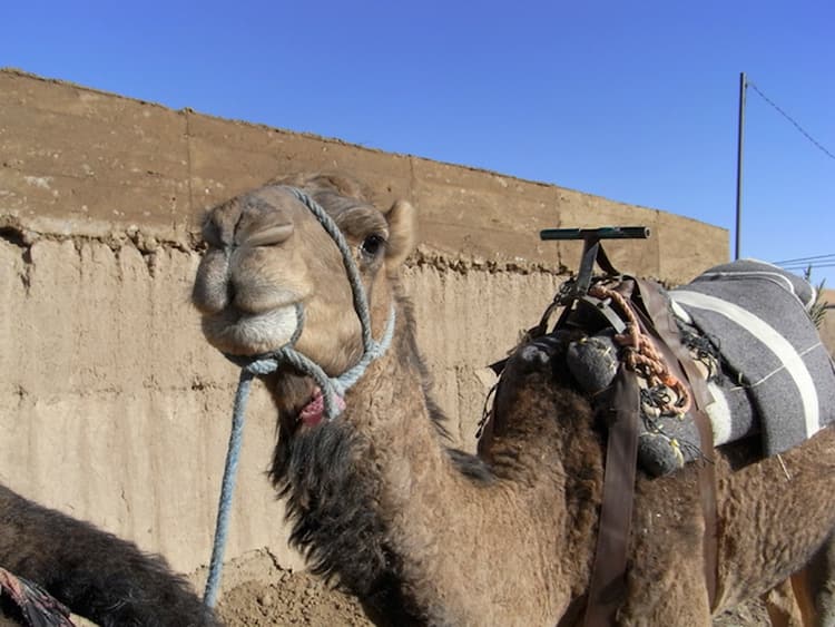 201503_camelus_3-1