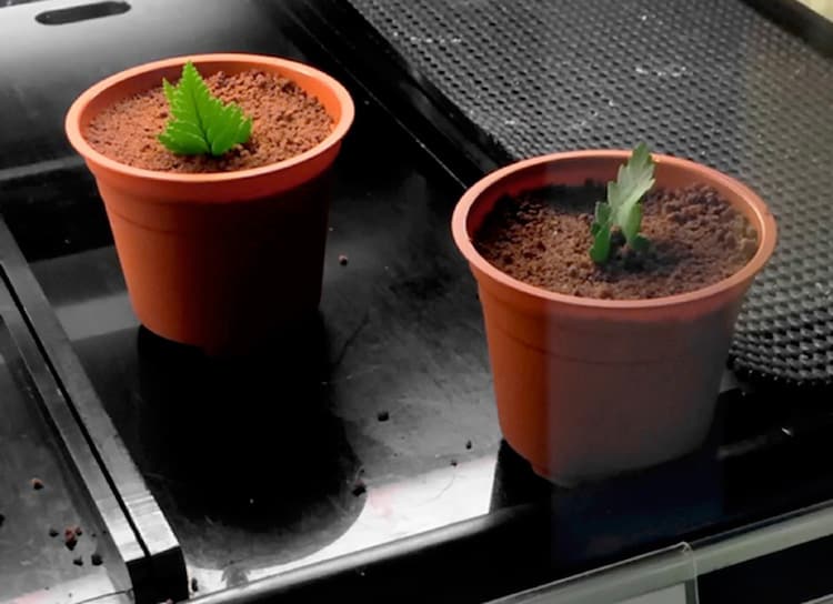 201504_bonsai-sweets3_4-13