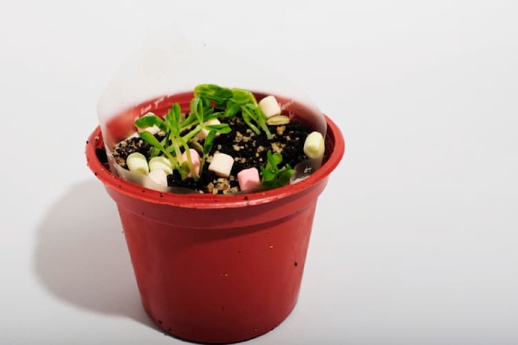 201504_bonsai-sweets4_4-13