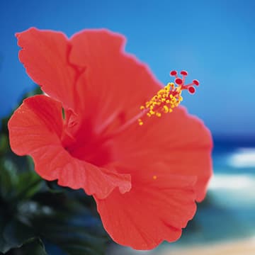 201505_hibiscus01_5-4