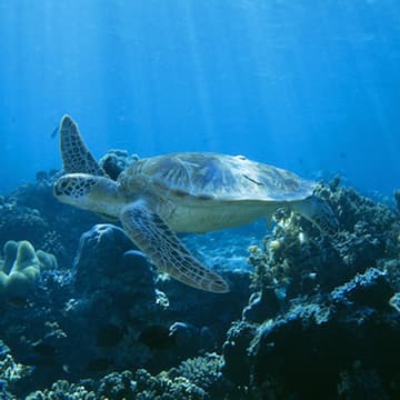 201505_honu01_5-4