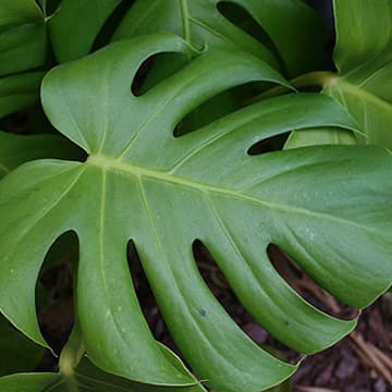 201505_monstera01_5-4