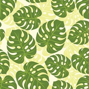 201505_monstera02_5-4
