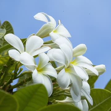 201505_plumeria01_5-4