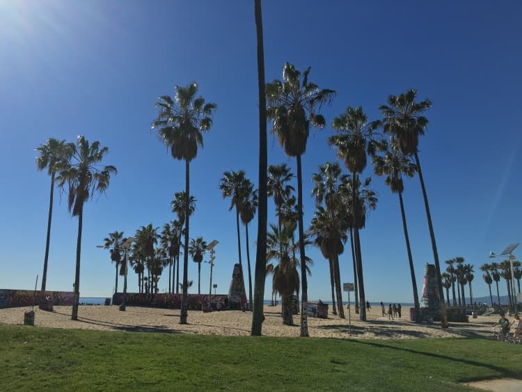 Palms