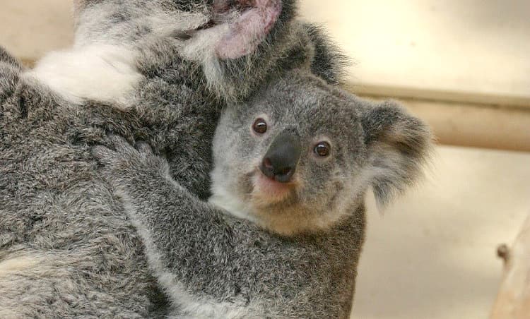 koala