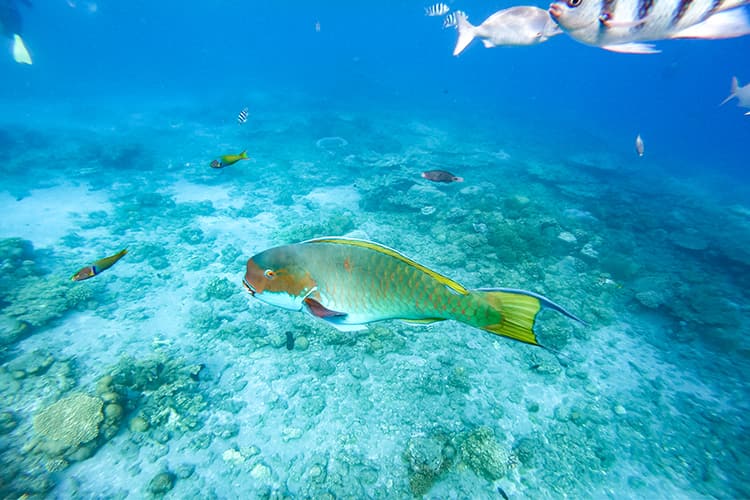 美しい魚