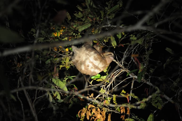 夜のアマゾン川を探検するナイトクルーズ
