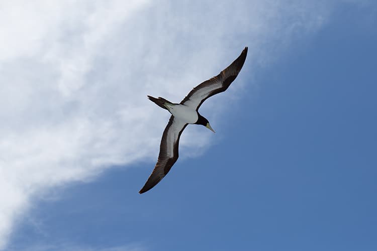 海鳥