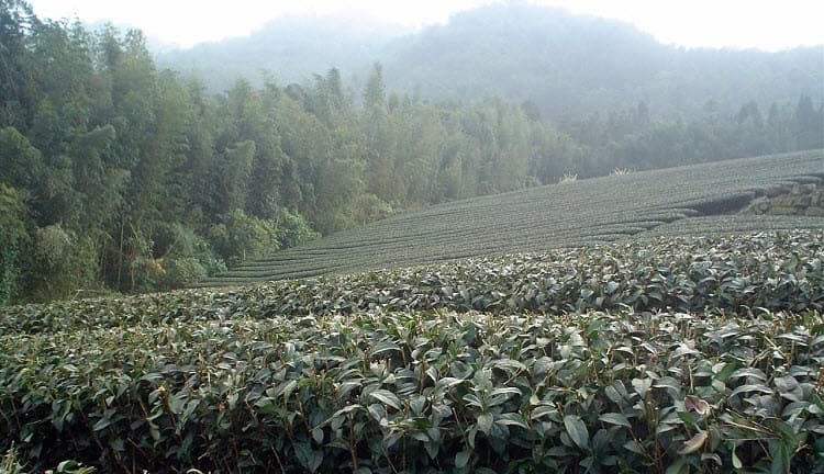 本物の阿里山高山茶をさがして