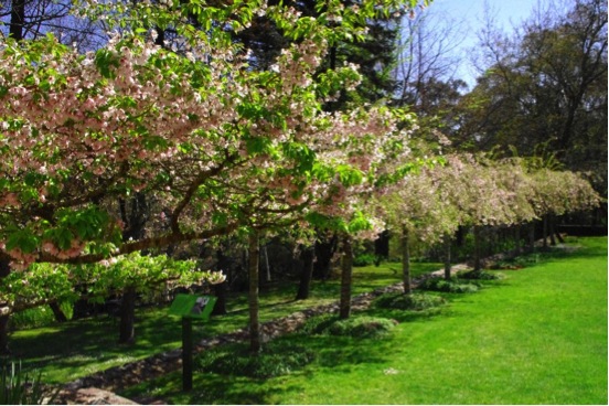 桜も楽しめる！ブルーマウンテンズの春