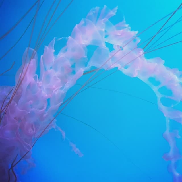 クラゲ