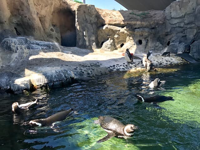 ペンギン・ハビタット