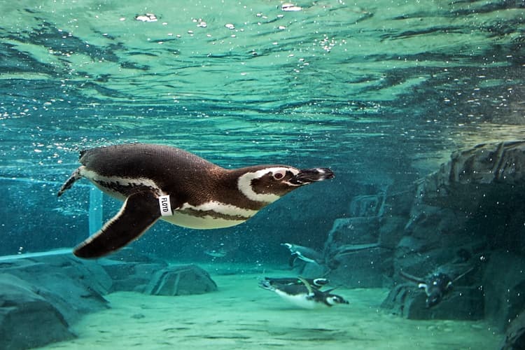 水中を泳ぐペンギン