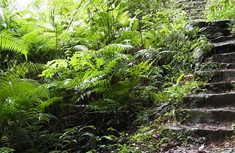 大帽山郊野公園