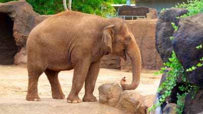 Honolulu-Zoo-37469