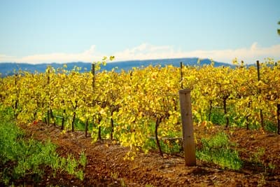 HunterValley1