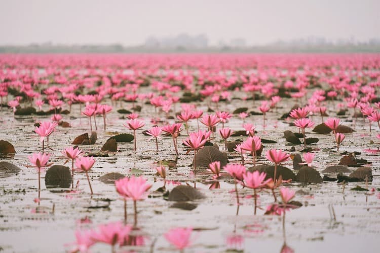 タイで話題の絶景 真っ赤な睡蓮に染まる幻想の湖タレーブアデーン Expedia Jp Stories