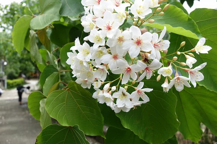 油桐の花