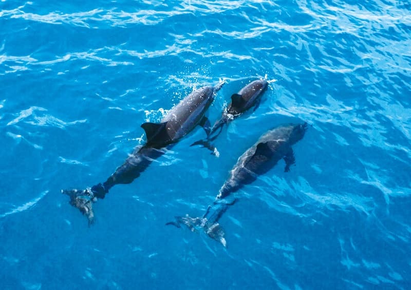 Ph6_dolphin_09