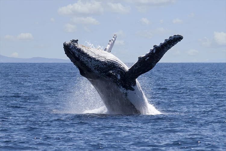 奄美　ザトウクジラ