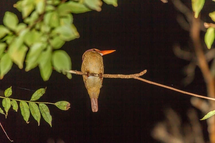 アマミノクロウサギ